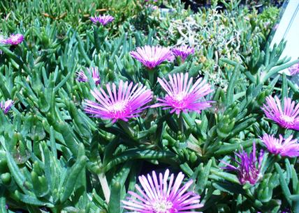 Ice Plant