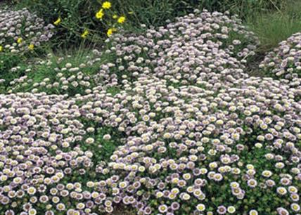 Seaside Daisy