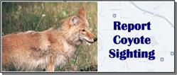 Report Coyote Sighting